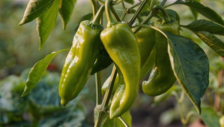 PIMENTO ANAHEIM Guia Completo, Usos e Curiosidades