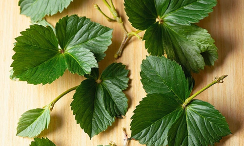 O hibisco é rico em compostos bioativos