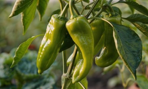 PIMENTO ANAHEIM Guia Completo, Usos e Curiosidades