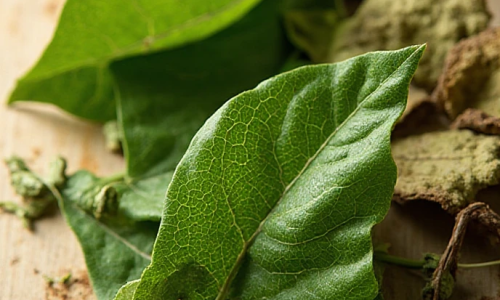 bebida símbolo do Sul do Brasil, do Paraguai e do Uruguai
