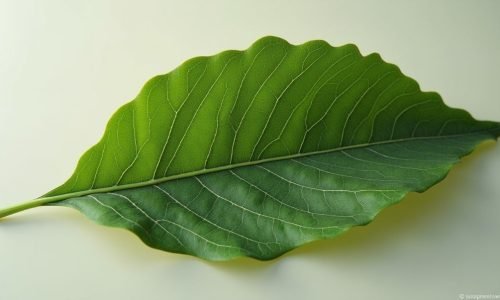 O Turkish Çay (chá turco) é uma das bebidas mais emblemáticas do mundo