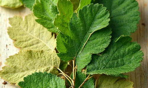 O chá de folhas de amora é conhecido pelas suas propriedades antioxidantes,