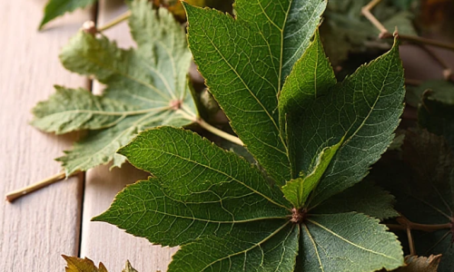 As folhas são verdes, coriáceas e ricas em compostos bioativos