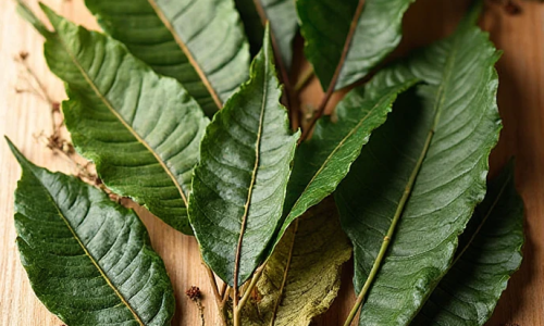 O chá de folhas de manga é tradicionalmente usado para controle de glicemia
