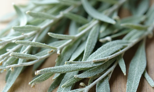 A lavanda é uma planta calmante, anti-inflamatória e digestiva