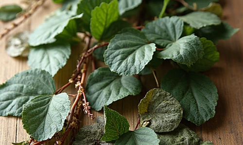 O Mamaki é uma planta nativa do Havaí