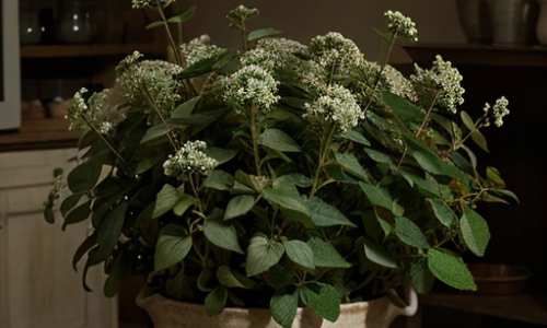 A manjerona é uma erva aromática muito utilizada na culinária e na medicina natural devido às suas propriedades terapêuticas.